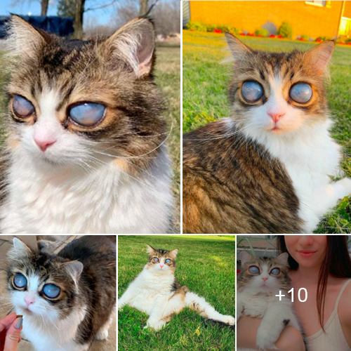 A Tail of Love: How a Blind Cat with Blue Eyes Found a Forever Home