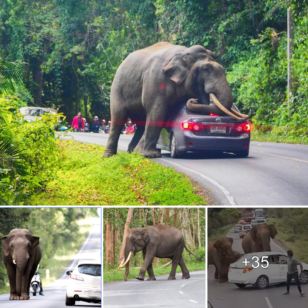 Elephant Toppling Car in Mind-Blowing Video Captured by Shocked Drivers