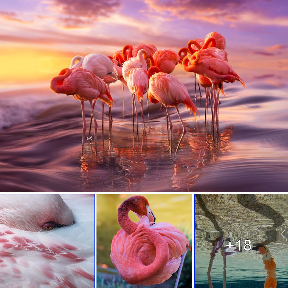 “Pretty in Pink: A Collection of 84 Stunning Flamingo Photos in Honor of National Pink Flamingo Day”