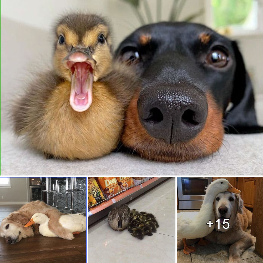 “Quack Up Your Day with These Adorable Duck Photos: A Collection by Amazing Art”