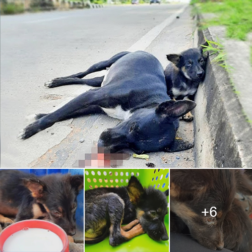 “Helpless Puppy Heartbroken after Mother Collapses on Roadside – A Heartfelt Tale of Sorrow and Longing”