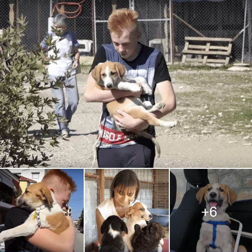 “Scared Pup Clings to Shelter After Losing Siblings in Heartbreaking Tragedy”