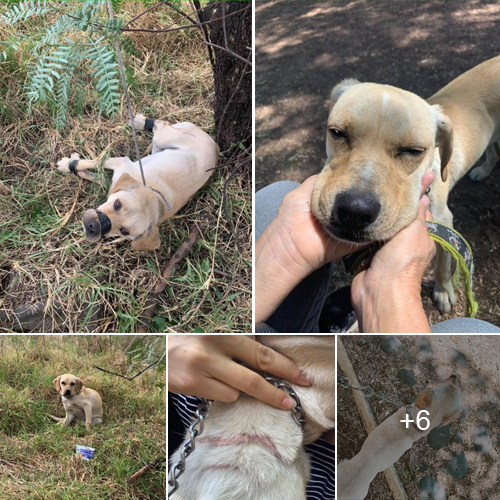 Heartbreaking Scene: Helpless Dog Bound in Bush with Muzzle and Paws Restrained