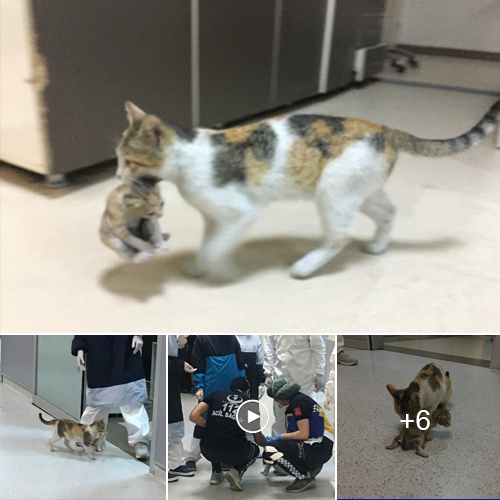 “A Heartwarming Tale of a Feline Mom’s Love: Hospital Visit for Her Ailing Kitten”
