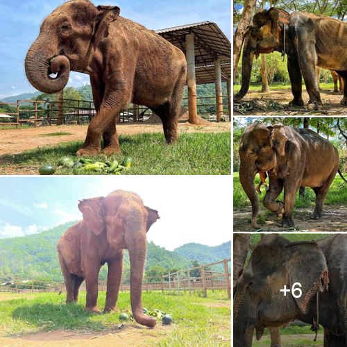 Starting Anew: Kai Mook and Pai Lin Find Refuge at the Elephant Sanctuary