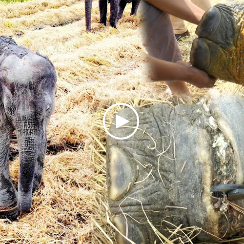 Timely Rescue: Baby Elephant with Snare Wound Receives Life-Saving Treatment