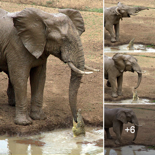 Curious Elephant Gets More Than Just A Drink When Meeting A Sneaky Crocodile At The Water Hole