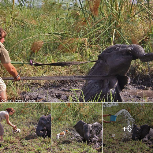 “Race Against Time: The Incredible Rescue of a Trapped Baby Elephant”