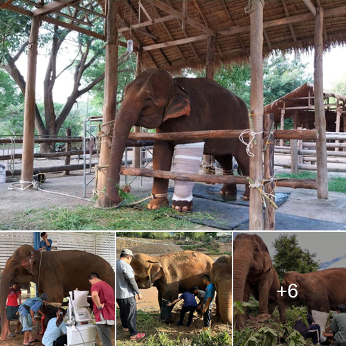 The Incredible Tale of Siam: An Elephant’s Unbreakable Spirit in the Face of Illness