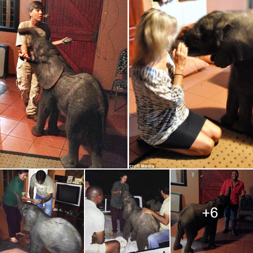 A Heartwarming Tale of a South African Family Taking in a Stray Baby Elephant
