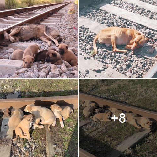 Heartbreaking on the deserted railway: Heartbreaking scene of puppies clinging to dead mother dog