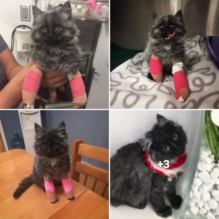 “A Feline with a Fighting Spirit: The Heartwarming Story of a Cat Born with Broken Front Legs Who Walks for the First Time!”