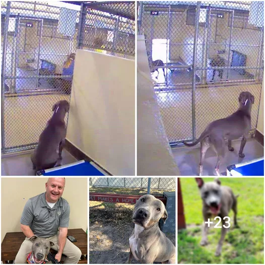 The Year-Long Wait of a Lonely Shelter Pup: Ignored and Desperate for a Loving Home