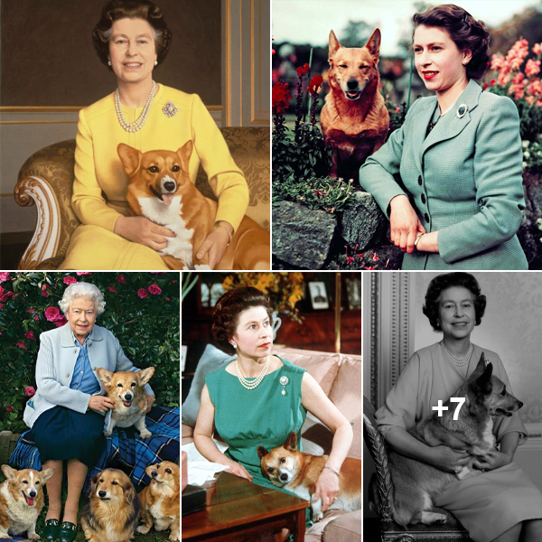 The Enduring Affection of Queen Elizabeth II for Corgis: From Childhood to the Pinnacle of Fame