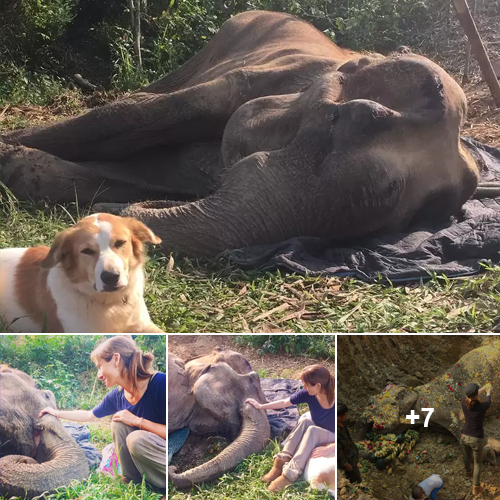 Farewell to Our Beloved Elephant: Cherishing the Memories of Our Precious Companion