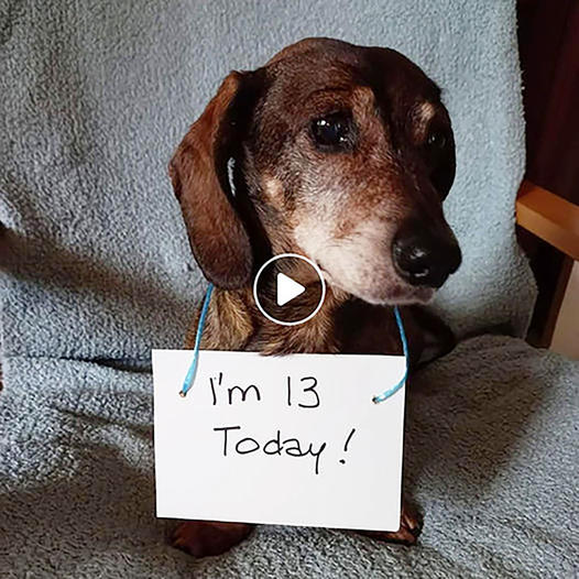 A puppy’s birthday alone: Celebrating 13 years of hardships and many wishes for a warm family