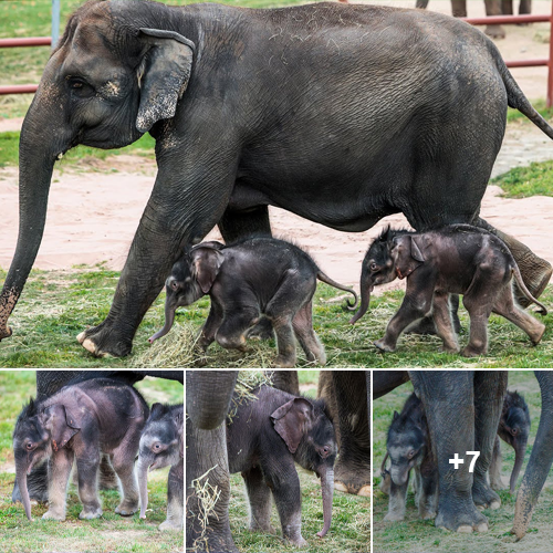 Rosamond Gifford Zoo Celebrates the Arrival of Twin Baby Elephants