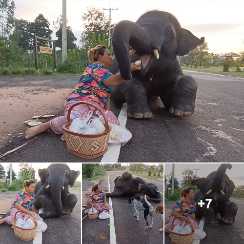 A Heartwarming Scene: A Elephant Enjoying Snacks and Bonding with its Caretaker at Sunset