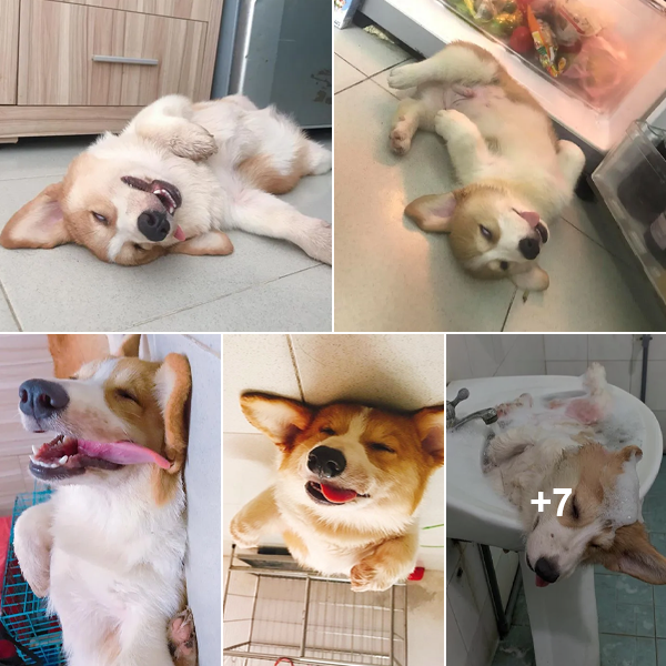 The Corgi Dog Is The Most Famous On Social Networks Because Of His Ability To Sleep 23 Hours A Day And Snore No Matter Where He Is