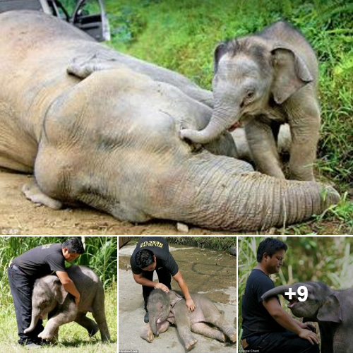 A New Family And A New Happiness For A Baby Elephant After Its Mother Passed Away Due To Illness