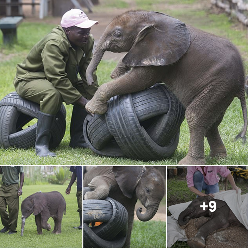 The Resilient Rise Of Two Baby Elephants After Overcoming An Illness