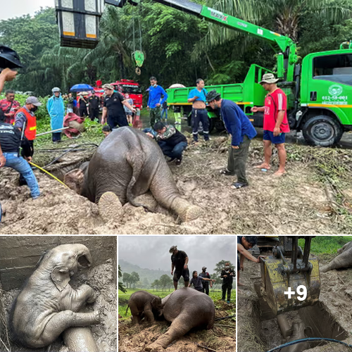 The Process Of Rescuing A Mother Elephant And Baby Elephant Trapped Under A Manhole By The Thai Rescue Team